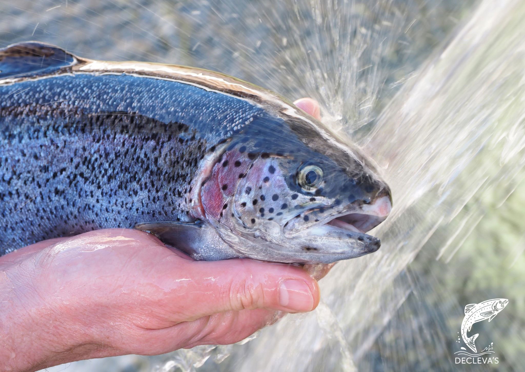 Biofisch von Declevas in Mariazell